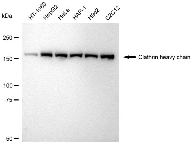 Clathrin Heavy Chain Antibody in Western Blot (WB)