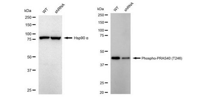 Phospho-PRAS40 (Thr246) Antibody