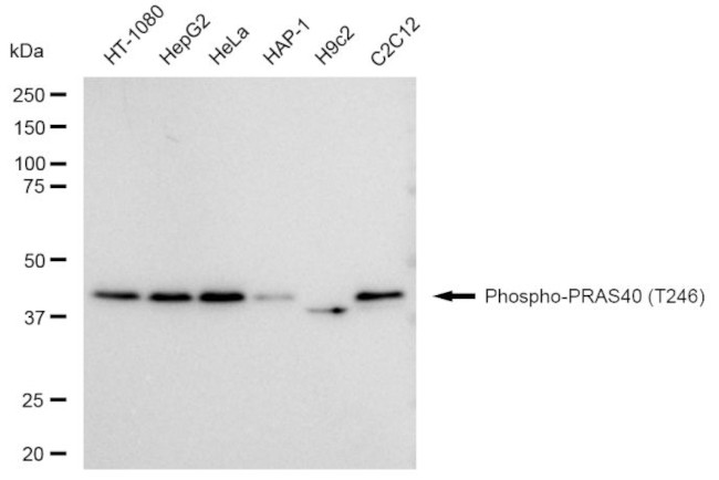 Phospho-PRAS40 (Thr246) Antibody in Western Blot (WB)