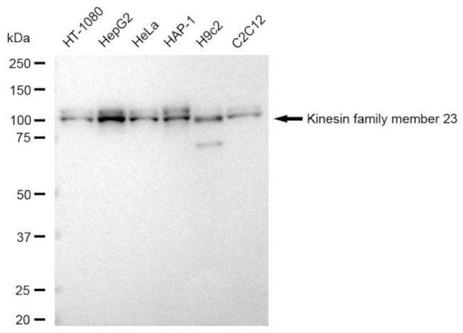 KIF23 Antibody in Western Blot (WB)