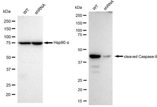 Caspase 9 (Cleaved Asp315) Antibody