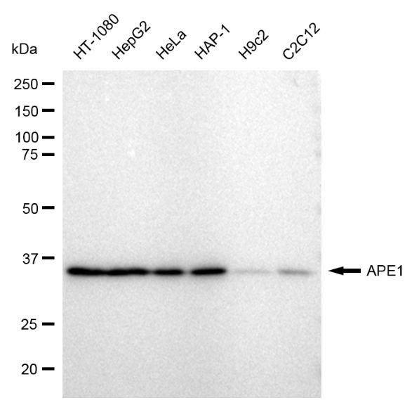 APE1 Antibody in Western Blot (WB)