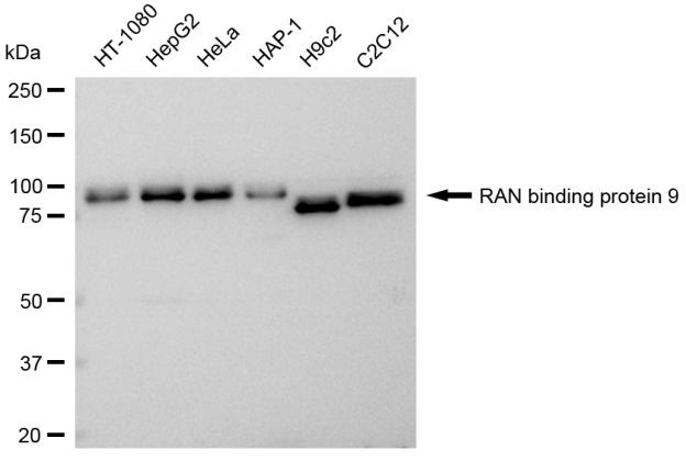 RANBP9 Antibody in Western Blot (WB)