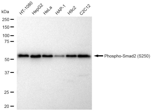 Phospho-SMAD2 (Ser250) Antibody in Western Blot (WB)