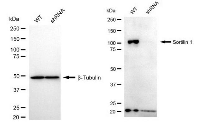 Sortilin Antibody