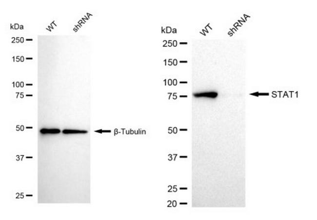 STAT1 Antibody