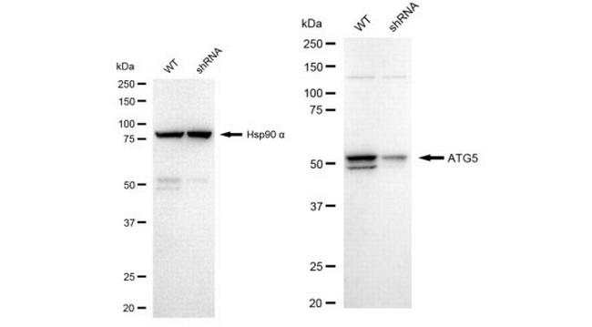 ATG5 Antibody