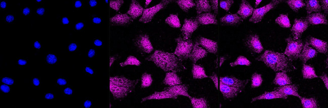 Phospho-GSK3 alpha/beta (Tyr216, Tyr279) Antibody in Immunocytochemistry (ICC/IF)