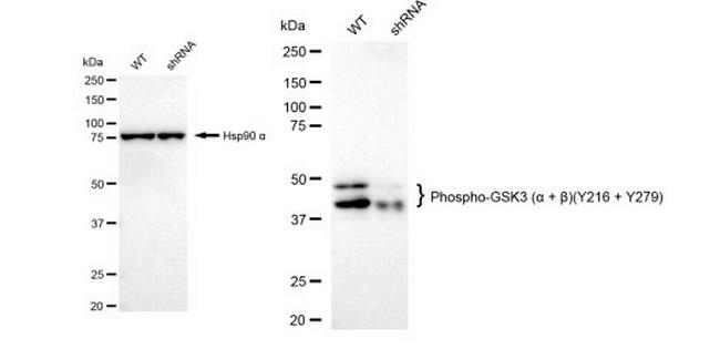 Phospho-GSK3 alpha/beta (Tyr216, Tyr279) Antibody