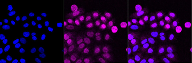 Caspase 9 Antibody in Immunocytochemistry (ICC/IF)