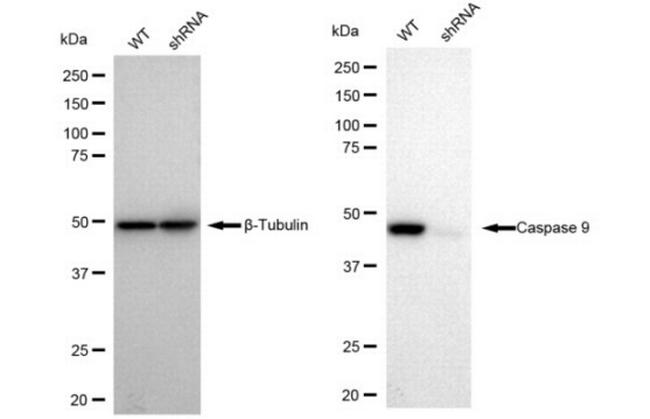 Caspase 9 Antibody