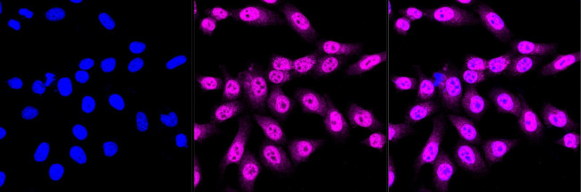 HAUS7 Antibody in Immunocytochemistry (ICC/IF)