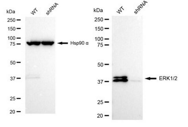 ERK1/ERK2 Antibody