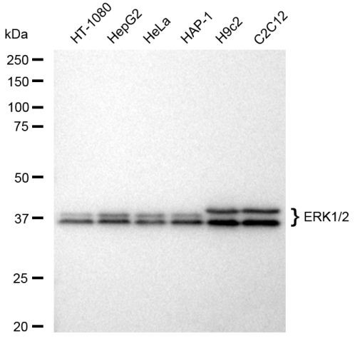 ERK1/ERK2 Antibody in Western Blot (WB)