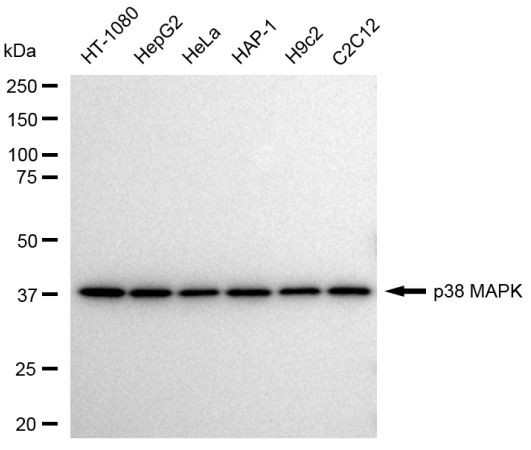 p38 MAPK Antibody in Western Blot (WB)