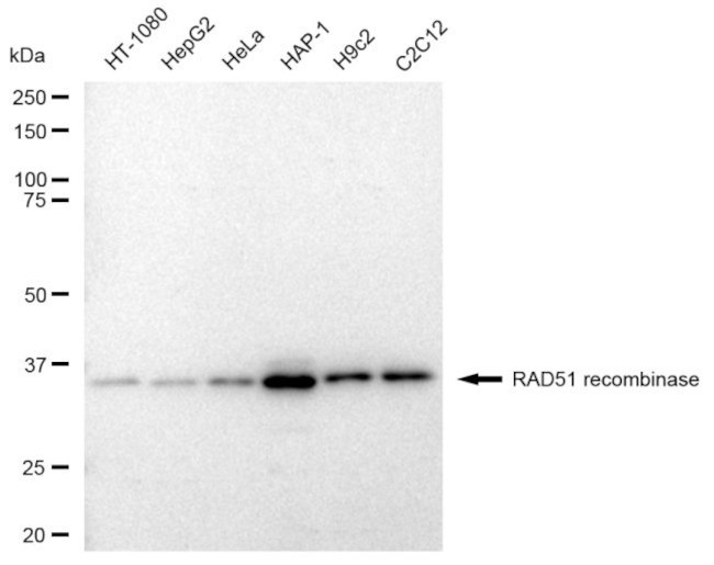 RAD51 Antibody in Western Blot (WB)