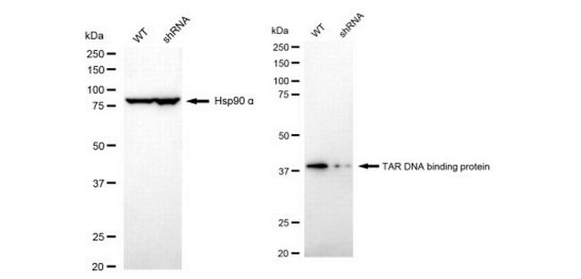 TDP-43 Antibody