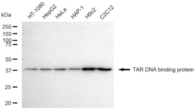 TDP-43 Antibody in Western Blot (WB)