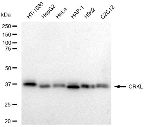 CrkL Antibody in Western Blot (WB)