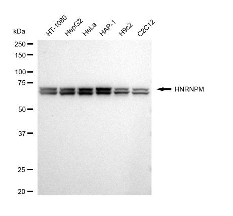 hnRNP M Antibody in Western Blot (WB)