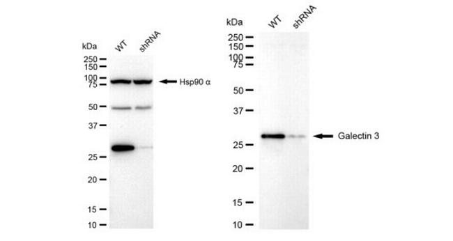 Galectin 3 Antibody