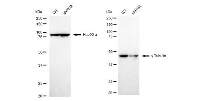 gamma Tubulin Antibody