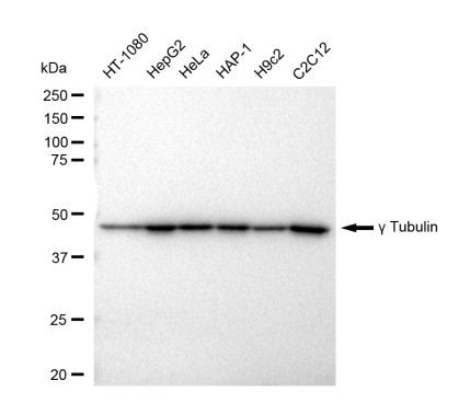 gamma Tubulin Antibody in Western Blot (WB)