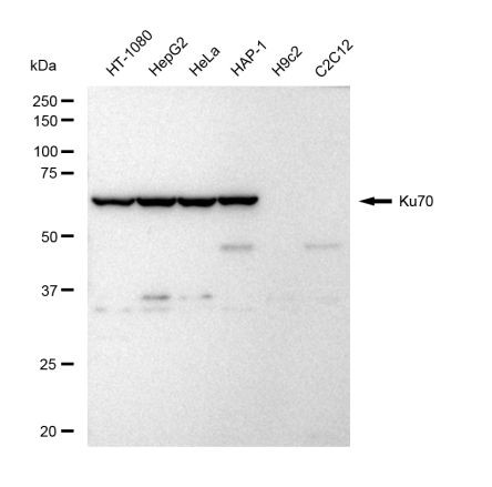 Ku70 Antibody in Western Blot (WB)