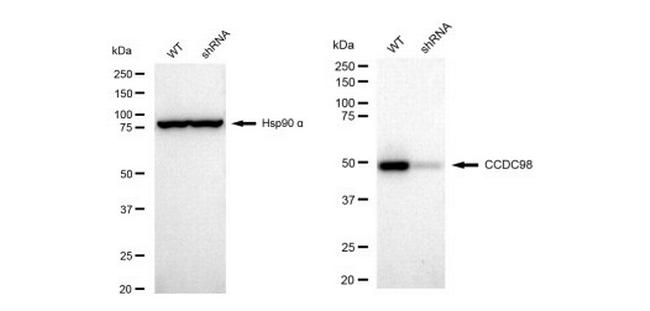 ABRA1 Antibody