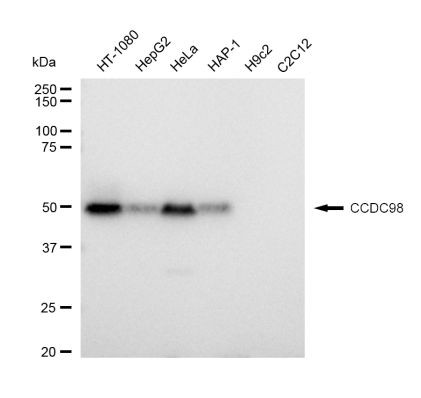 ABRA1 Antibody in Western Blot (WB)