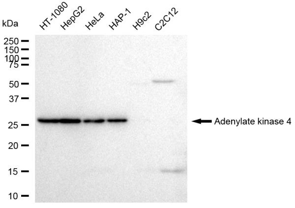 Adenylate Kinase 4 Antibody in Western Blot (WB)