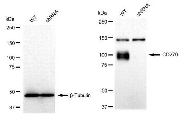 B7-H3 Antibody