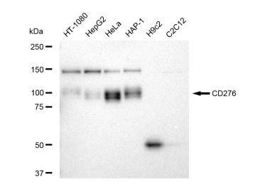 B7-H3 Antibody in Western Blot (WB)