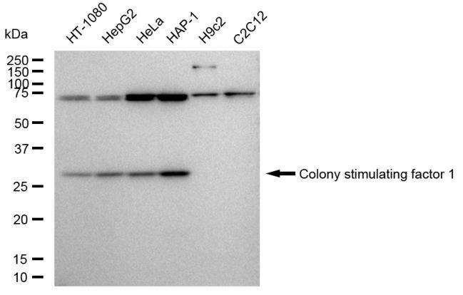 M-CSF Antibody in Western Blot (WB)