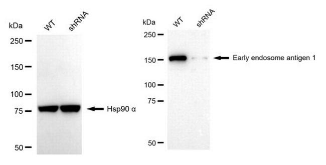 EEA1 Antibody