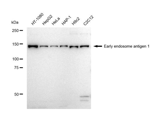 EEA1 Antibody in Western Blot (WB)