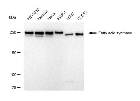 FASN Antibody in Western Blot (WB)