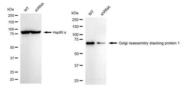 GRASP65 Antibody