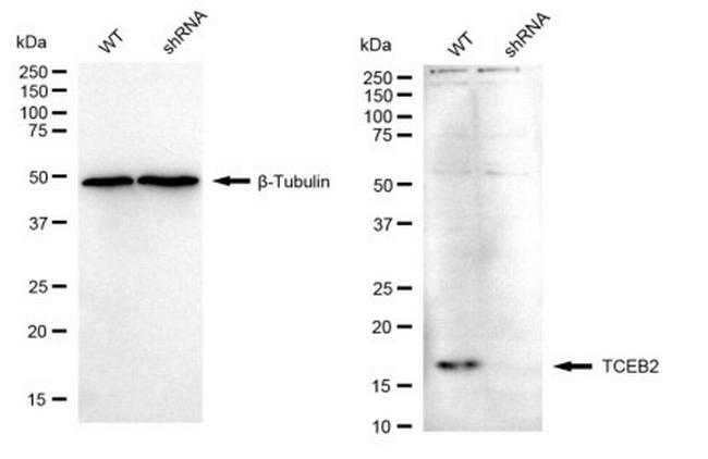 TCEB2 Antibody