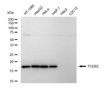 TCEB2 Antibody in Western Blot (WB)