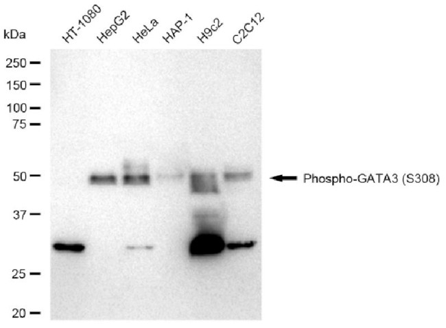 Phospho-GATA3 (Ser308) Antibody in Western Blot (WB)