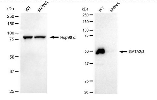 GATA2/GATA3 Antibody