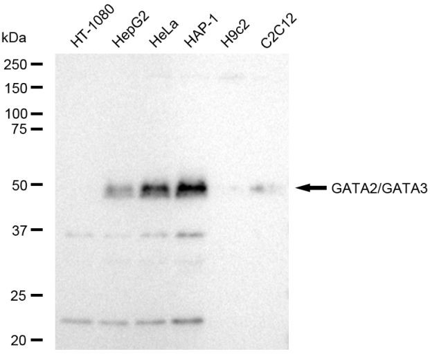 GATA2/GATA3 Antibody in Western Blot (WB)