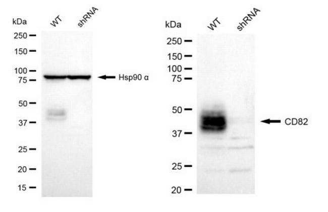 CD82 Antibody