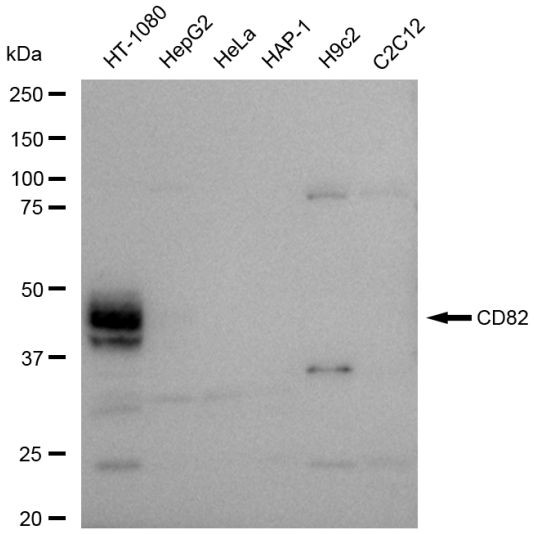 CD82 Antibody in Western Blot (WB)