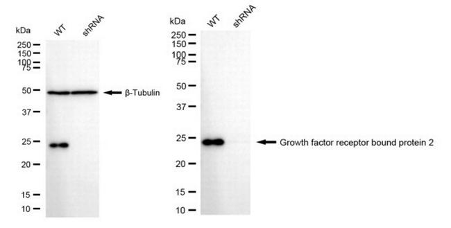 GRB2 Antibody