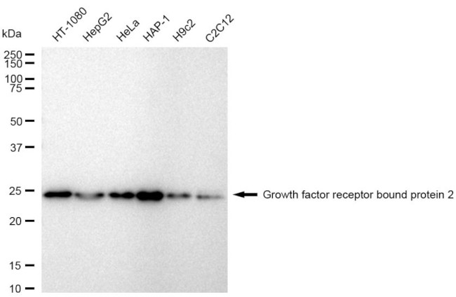 GRB2 Antibody in Western Blot (WB)