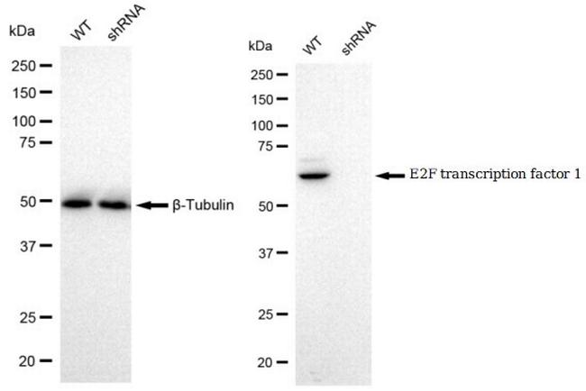 E2F1 Antibody