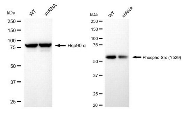 Phospho-SRC (Tyr529) Antibody