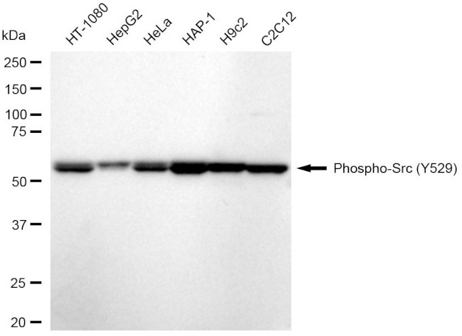 Phospho-SRC (Tyr529) Antibody in Western Blot (WB)